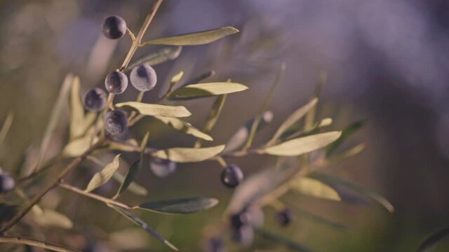 An olive tree branch swaying in the wind beautifully lit by the sun.