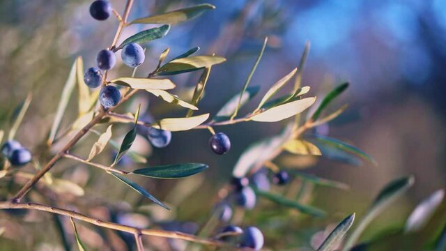 An olive tree branch swaying in the wind beautifully lit by the sun.