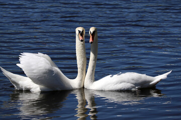 Couple of white swans swimming on a lake, reflection on water surface. Romantic scene, concept of love and loyalty