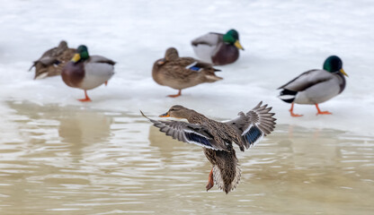 flying and standing on ice mallard duck