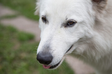 Portrait of White Swiss Shepherd Dog in nature.
