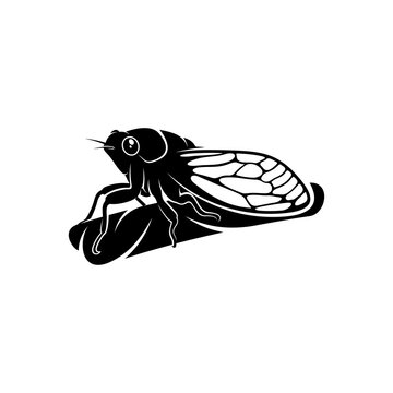 Cicada design vector illustration, Creative Cicada logo design concept template, symbols icons