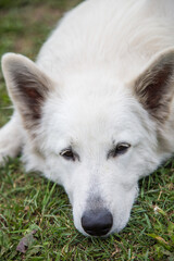 Portrait of White Swiss Shepherd Dog in nature.