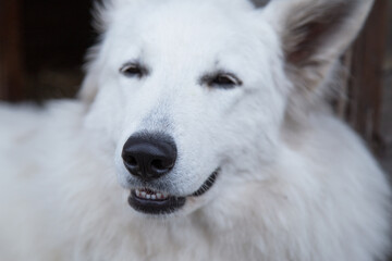 Obraz na płótnie Canvas Portrait of White Swiss Shepherd Dog in nature.