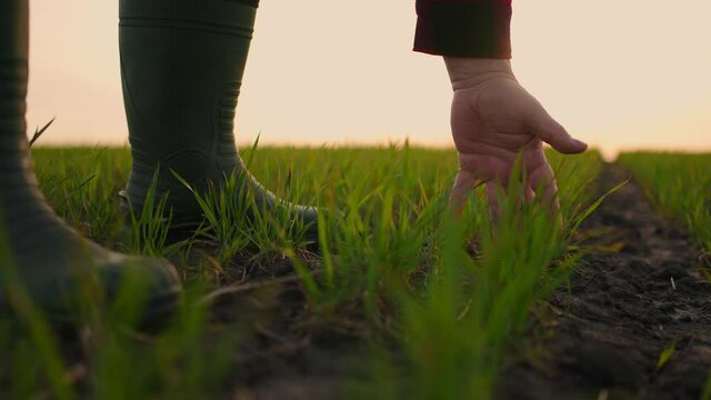 Farmer hand slow motion. Senior farmer working in the field inspects the crop wheat germ natural a farming. business agriculture harvesting concept