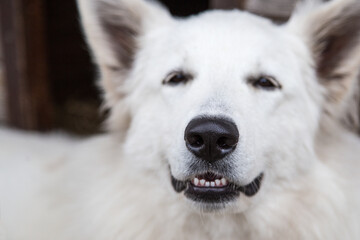 Obraz na płótnie Canvas Portrait of White Swiss Shepherd Dog in nature.