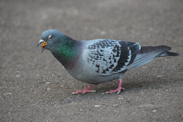 While feeding the pigeon