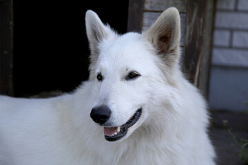 Portrait of White Swiss Shepherd Dog in nature.