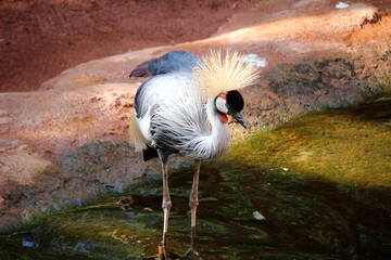 The grey crowned crane (Balearica regulorum) next to a river. This bird also known as the African crowned crane, golden crested crane or golden-crowned crane
