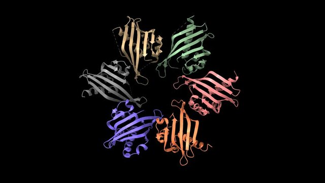 Crystal structure of the human CaMKII-alpha hub, animated 3D cartoon and Gaussian surface models with the differentially colored protein chains, black background