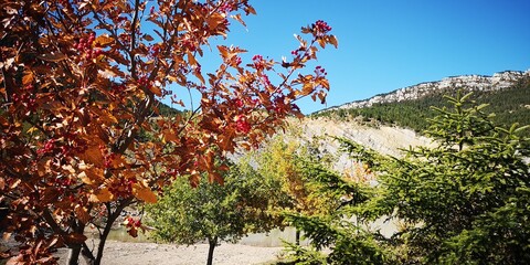 ootoñal, caer, árbol, árbol, naturaleza, hojas, paisaje, cielo, bosque, verde, amarilla, ciclos,...