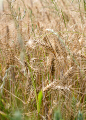 golden wheat field in a summer day