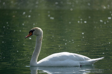 Swan