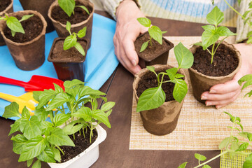 Female hands with young little pepper plants in pots closeup. Growing, seeding, transplant seedling, houseplant, vegetables at home	
