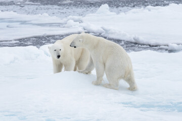 Plakat Two young wild polar bears playing on pack ice in Arctic sea, north of Svalbard