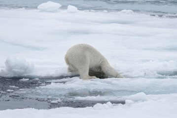 Wild polar bear going in water on pack ice in Arctic sea © Alexey Seafarer