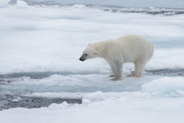 Obraz na płótnie Canvas Wet polar bear shaking off on pack ice in Arctic sea