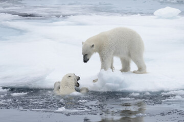 Obraz na płótnie Canvas Two young wild polar bears playing on pack ice in Arctic sea, north of Svalbard