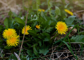yellow dandelions in the green grass on spring day