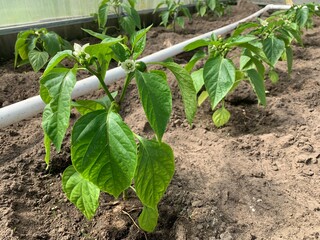 Row of bell pepper seedlings in soil with the first fruits of green pepper close-up. The concept of growing vegetables in the vegetable garden. Pepper seedlings in the greenhouse.