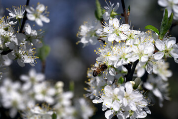 Close up of a bee on  damson flowers in spring