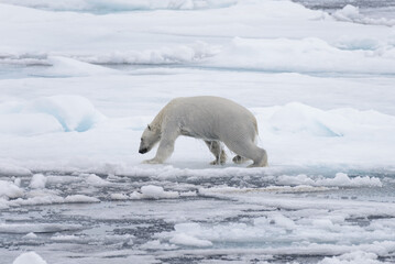 Wet polar bear going on pack ice in Arctic sea