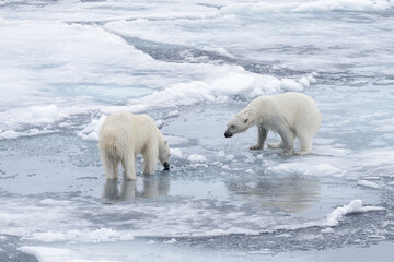 Two young wild polar bears playing on pack ice in Arctic sea, north of Svalbard