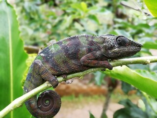 Chameleon - Malagascar