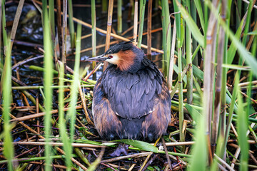 a great crested grebe rests among the grass