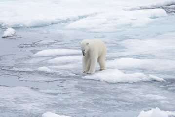 Naklejka na ściany i meble Wild polar bear looking in water on pack ice in Arctic sea