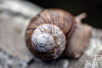 snail shell on the ground, nacka, stockholm, sweden, sverige