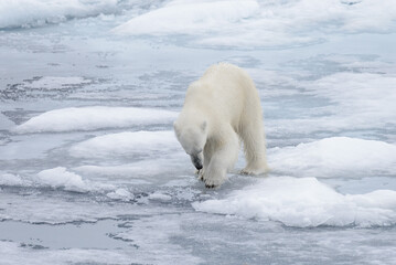Wild polar bear looking in water on pack ice in Arctic sea © Alexey Seafarer