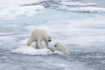 Fototapeta premium Two young wild polar bears playing on pack ice in Arctic sea, north of Svalbard