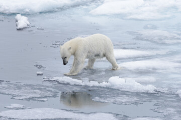 Wet polar bear going on pack ice in Arctic sea © Alexey Seafarer