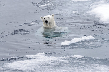 Polar bear (Ursus maritimus) swimming in Arctic sea close up.