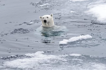Fototapeten Polar bear (Ursus maritimus) swimming in Arctic sea close up. © Alexey Seafarer