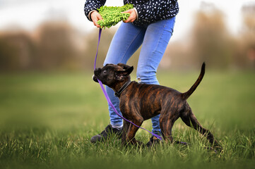 happy boxer puppy playing with owner on a field outdoors