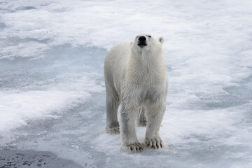 Wet polar bear going on pack ice in Arctic sea © Alexey Seafarer