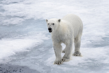 Plakat Wet polar bear going on pack ice in Arctic sea