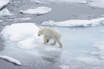 Wet polar bear going on pack ice in Arctic sea © Alexey Seafarer