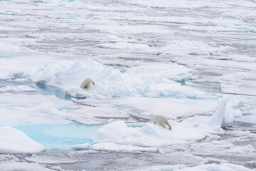 Two young wild polar bears playing on pack ice in Arctic sea, north of Svalbard