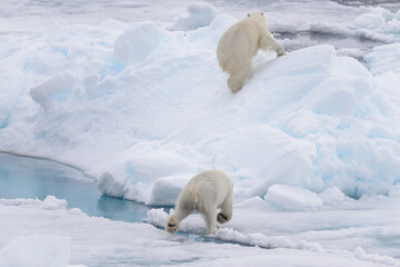 Two young wild polar bears playing on pack ice in Arctic sea, north of Svalbard © Alexey Seafarer