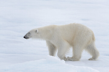Naklejka na ściany i meble Wild polar bear going in water on pack ice in Arctic sea
