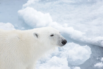 Naklejka na ściany i meble Polar bear's (Ursus maritimus) head close up