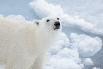 Obraz na płótnie Canvas Polar bear's (Ursus maritimus) head close up