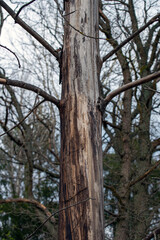 trees in the woods, nacka, stockholm, sweden, sverige