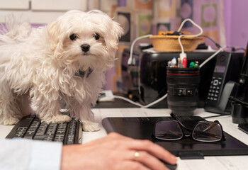 Cachorro canino de Bichon Maltes aprendiendo informatica - obrazy, fototapety, plakaty
