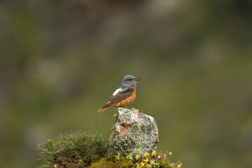 roquero rojo posa sobre las rocas en la sierra abulense en España