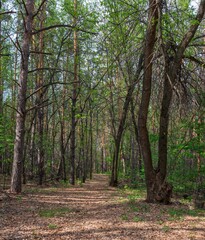 Fototapeta na wymiar Soft road in the pine spring forest