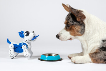 Two dogs, real Welsh corgi cardigan and electronic interactive puppy toy look to each other in front of empty pet bowl. High technology concept of future domestic animals in electronic home. 